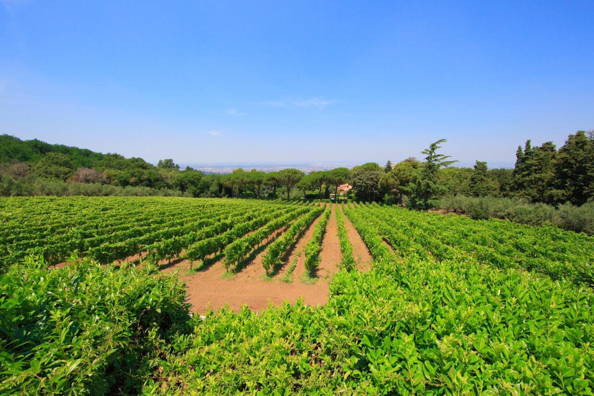 Frascati Country House Grottaferrata Dış mekan fotoğraf